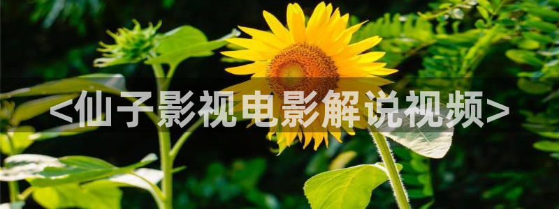 秋霞影院免费观看