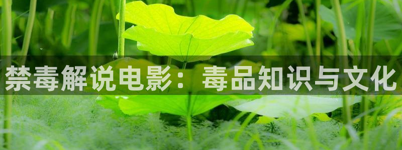 秋霞网: